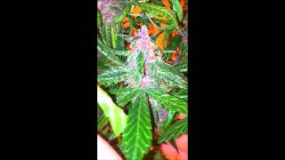 Sweet Seeds - Red Poison