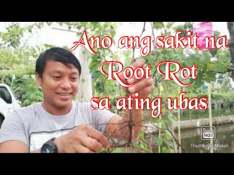 Video: Rooting Campsis (30 Mga Larawan): Taglamig Ng Mga Puno Ng Ubas. Tekoma 
