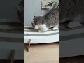 🛋️猫がソファを捨ててソファに乗り換えた!?😹✨ #猫用品 #ペット用品