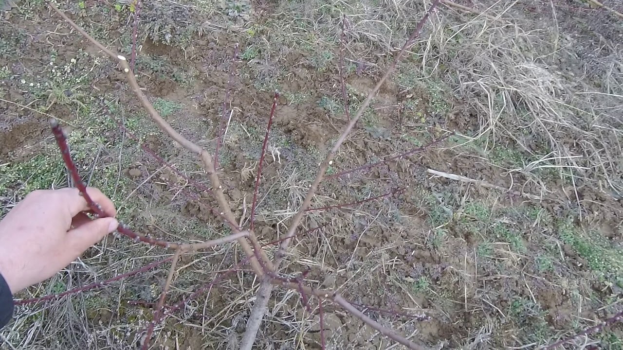 Öszibarack koronaalakítás Springlady  fajtán