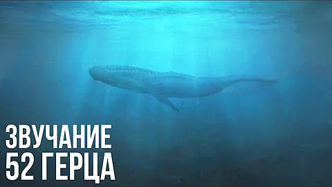 Звучание пятьдесят двух герцового кита | 52 герца | fifty two hertz