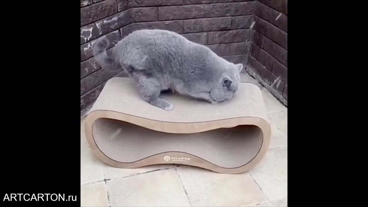 ТЕСТ НА СВЕЖЕМ ВОЗДУХЕ. ПИТОМНИК БРИТАНСКИХ КОШЕК UNIONSNOBS. КОГТЕТОЧКА INFINITY MAX WOOD ARTCARTON