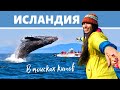 Исландия #4 / Плывём смотреть китов  / тур в  Исландию / Птушкин в юбке