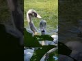 Cygnes et cygneaux 2025
