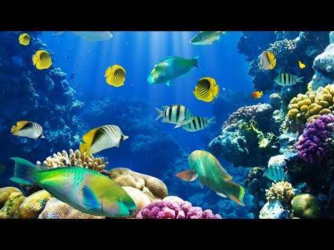 ZIWA NYASA LINA ZAIDI YA SAMAKI WA MAPAMBO 400