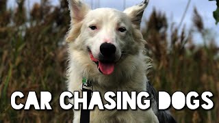 Car chasing border collie  montreal dog trainer