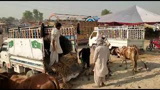new video buffalo unloading //ali cattle farm //16/5/2022 screenshot 3