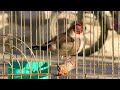 مستی ودیوانکی سهره من mp3