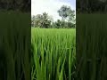 #viral #funnydogs #treanding #subscribers #viraltiktok #subscribers