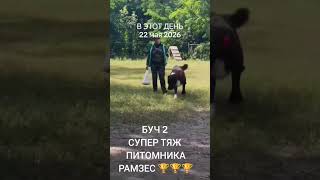 Красавец наш ..БУЧ 2.Питомник РАМЗЕС 🏆🏆🏆