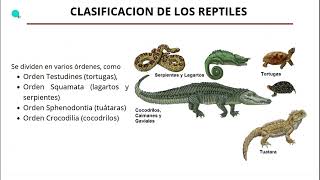 Zootic: Los reptiles l UNL