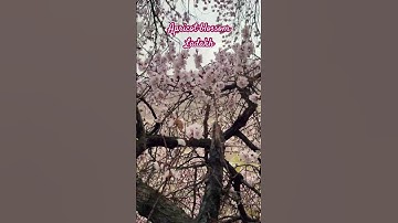 Thumbnail of Apricot blossom festival starts in ladakh #foodandtraveltribe #travel #leh #ladakh #trending #viral