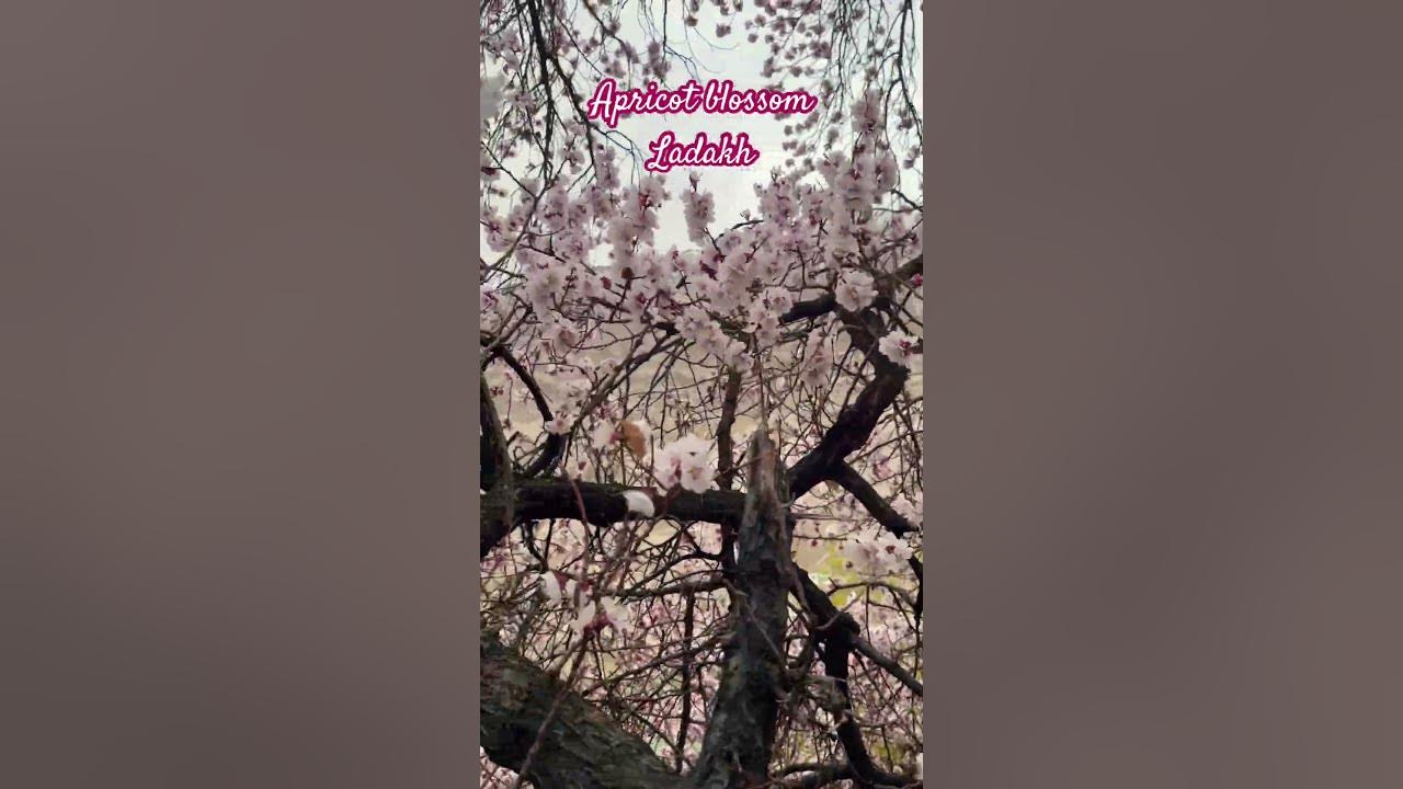 Apricot blossom festival starts in ladakh #foodandtraveltribe #travel #leh #ladakh #trending #viral