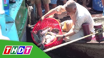 TP. Hồng Ngự: Thả gần 3 tấn cá tái tạo nguồn lợi thủy sản | THDT