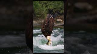 Must SEE!! Extreme close up off a Bald Eagle snatching a fish from a whirlpool. #eagle #bird