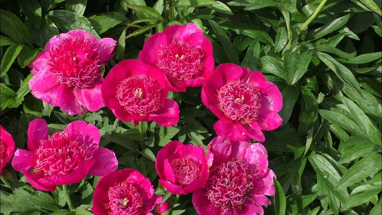 Anemoneflora Пионы, Растения, Галактики