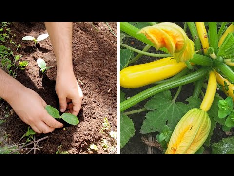 Video: Svigermorens Tunge Fra Courgette: Trin-for-trin Opskrifter Til Vinteren Med Fotos Og Videoer