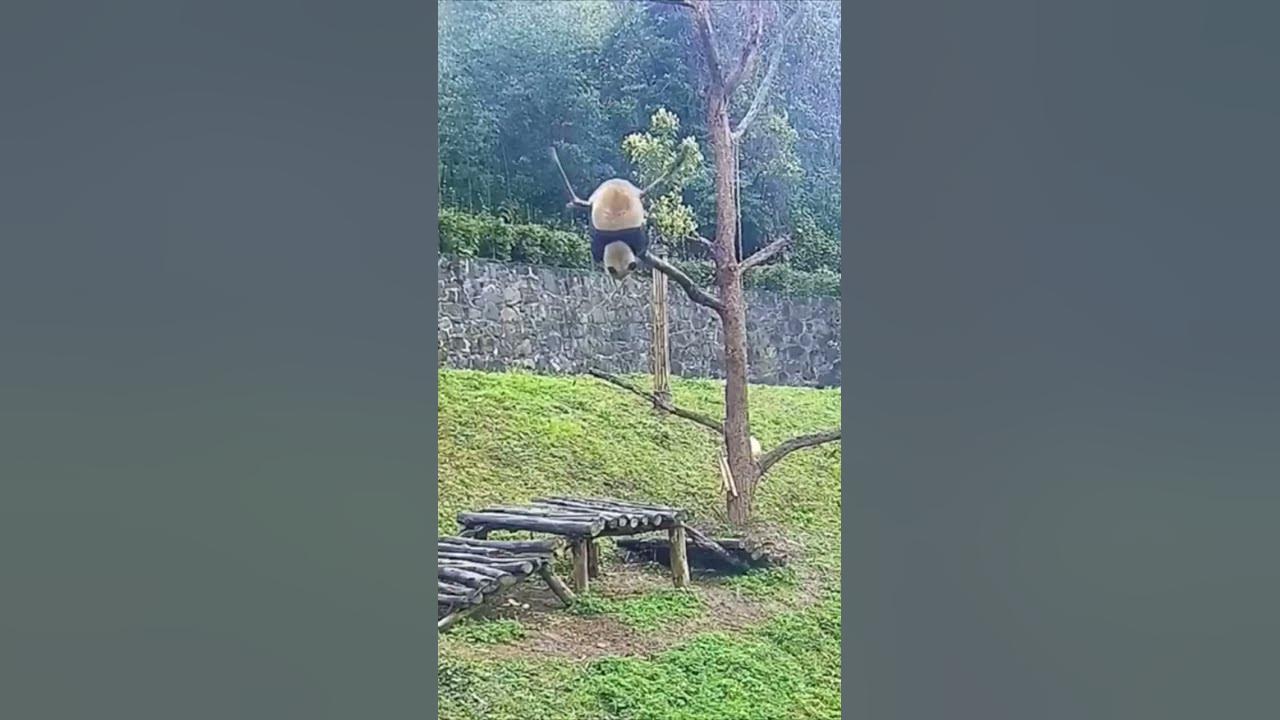 Panda falling trees