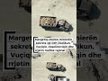 Margetiq zbulon minierën sekrete që lidh Dodikun, Vuçiqin, Veselinoviqin dhe rrjetin mafioz rajonal