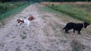 Bracco Italiano and Gordon Setter hunting early morning pheasants. by Paul 4,708 views 1 year ago 41 seconds