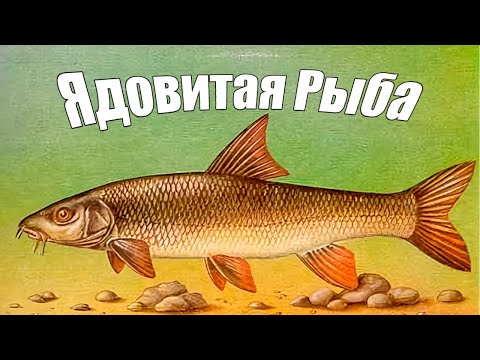 Опасная и ядовитая речная рыбы - Усач! Что за рыба и чем так опасна?