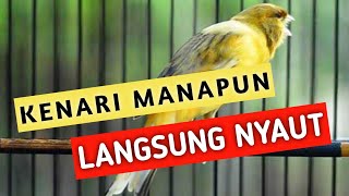 Dengar Suara ini Kenarimu Langsung Menjerit 😂