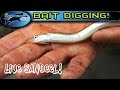 How to get the best fishing baits - Sandeel | TAFishing
