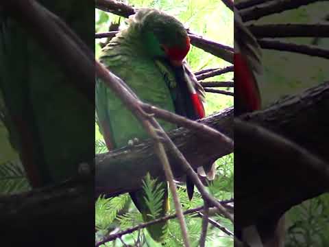 Loro tamaulipeco red-crowned amazon (Amazona viridigenalis) #birds #tamaulipas #redcrownedamazon
