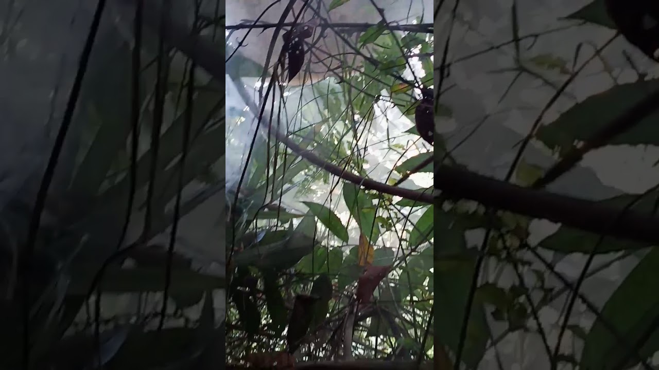 Pengambilan sarang  lebah  hutan YouTube