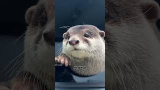 Traffics Cutest Surprise