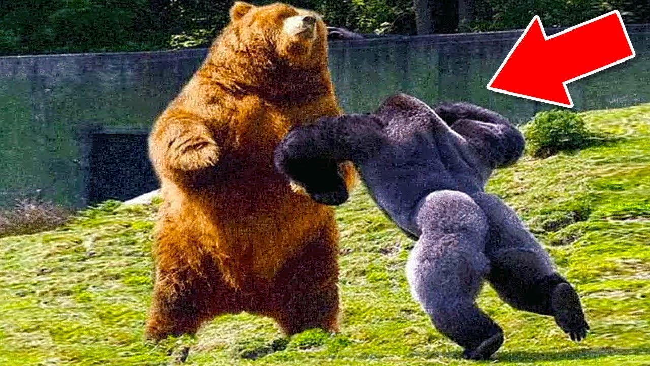 Самые Агрессивные Животные В Мире