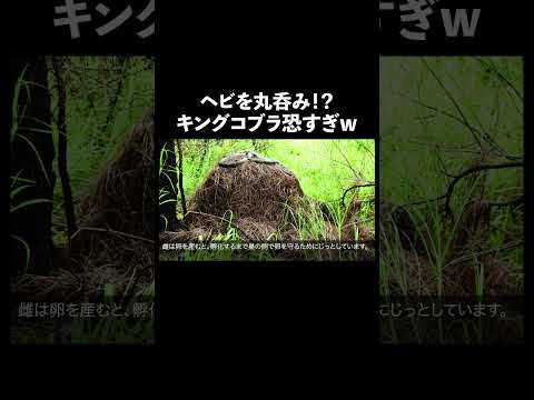 キングコブラ #蛇 #生態解説 #雑学のサムネイル
