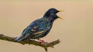 Download Lagu Suara mimikri burung jalak MP3