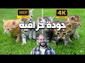 رفع جودة الفيديو والصورة إلى 4K بسهولة 