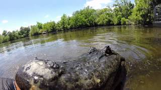 Gator Wrestling on the Bayou - GoPro