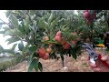 Summer Pruning Of The Apple Tree Summer Pruning Of Apples 