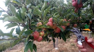 تقليم شجرة التفاح صيفاً | التقليم الصيفي للتفاح