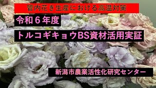 令和6年度「管内花き生産における高温対策 トルコギキョウBS資材