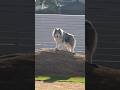 黙れ小僧 #もののけ姫 #アラスカンマラミュート #alaskanmalamute