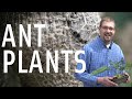 Ant Plants