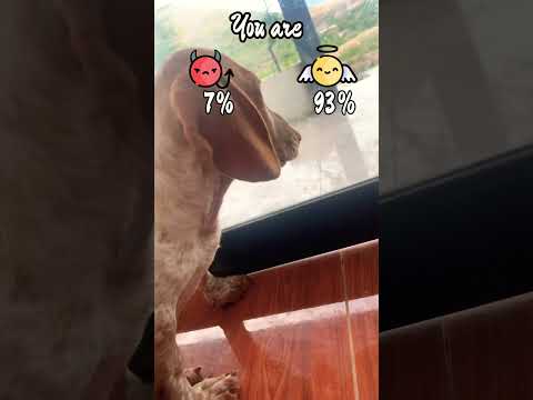 🐶❤️🐾