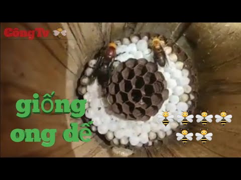 Video Giống ong dế / các loại giống ong / ae xem đang ký... - youtube