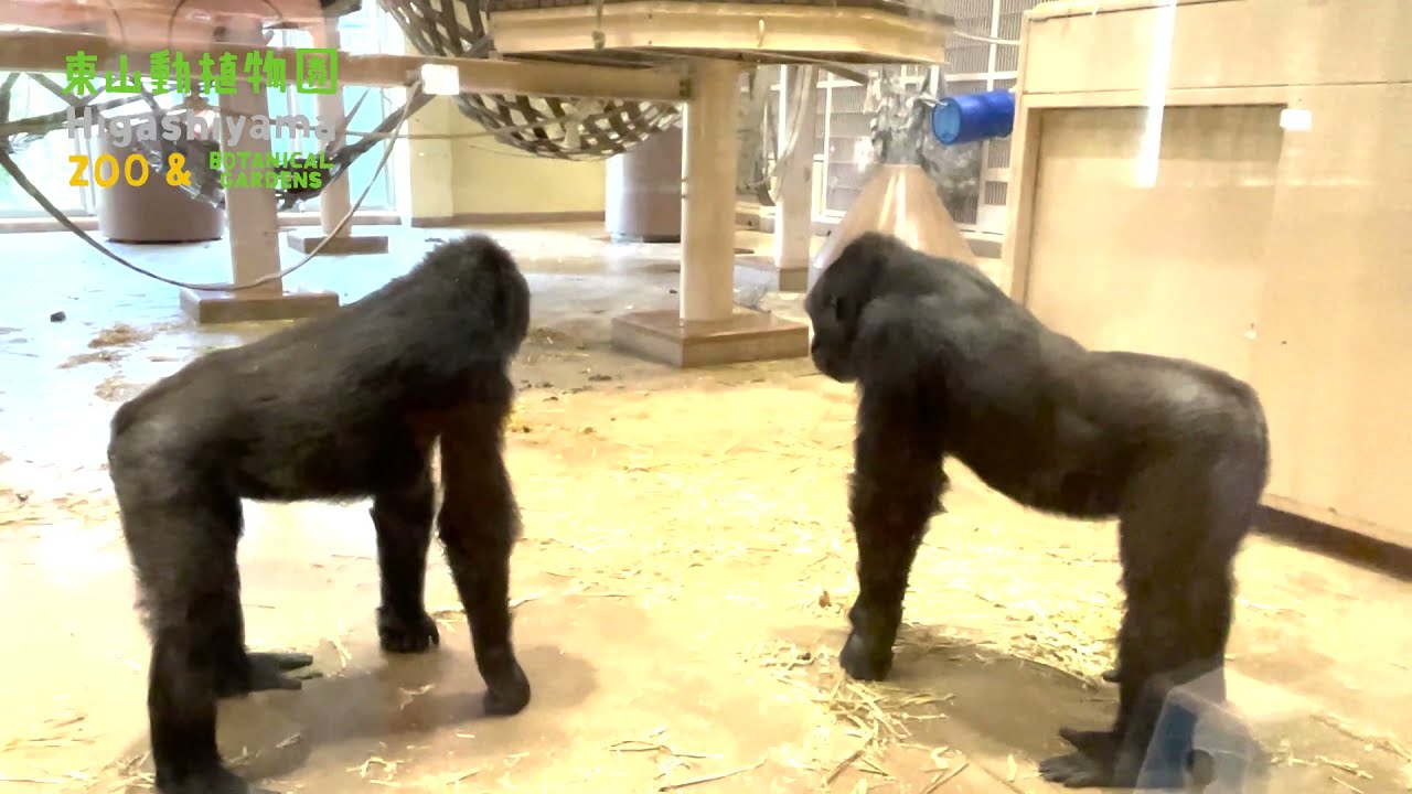 東山動植物園公式】兄と妹 追いかけっこ編 《 ニシゴリラ ゴリラ