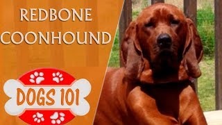 Check out More at BrooklynsCorner.com Dogs 101 - REDBONE COONHOUND ...