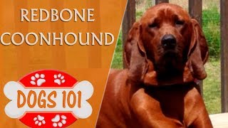 Dogs 101  REDBONE COONHOUND  Top Dog Facts About the Redbone Coonhound