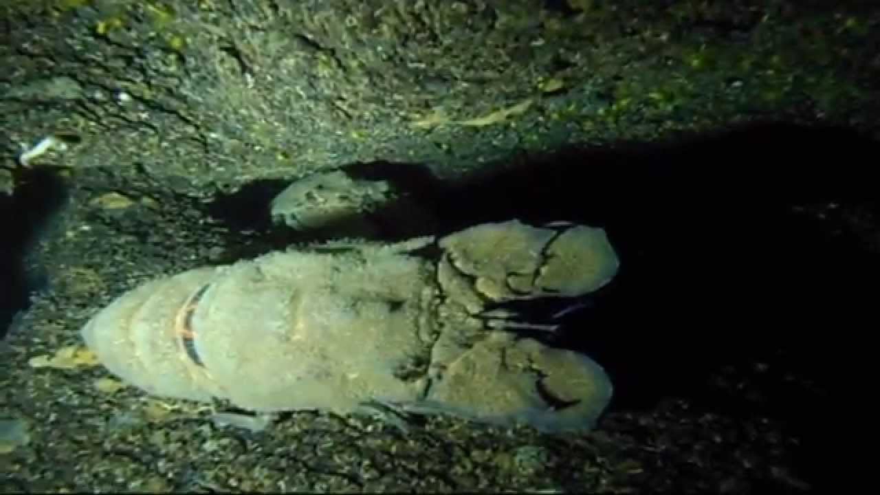 Grotta Gargiulo Isola Dino e le sue Magnosie (specie rara e protetta) – NonSolo Kayak