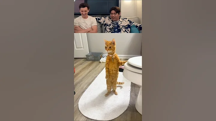 Video 11774421: cats dogs funny animals, tom cat funny