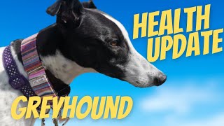 Adopting a Greyhound Scout health update