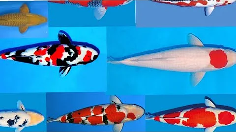 Different Types of Koi Fish | Top 10 Most Beautiful Koi Fish