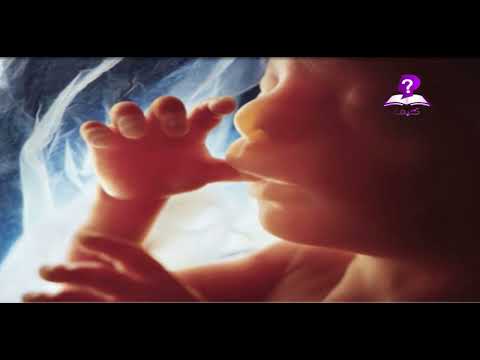 فيديو: خلال الثلث الثاني و الثالث من الحمل؟